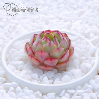 【小鮮肉肉】漢白玉 白石 鋪面介質(特白石)1-3mm(500g/1kg裝)白色裝飾石, 1個, 500g裝(約可鋪面7個3吋盆), 500g