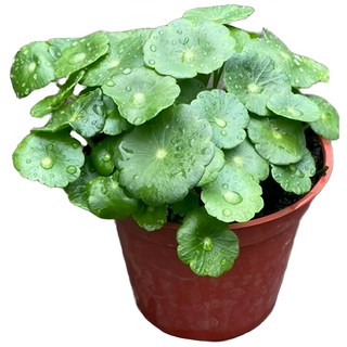 萬花叢 水生植物 銅錢草/圓幣草 3吋盆栽 (小品盆栽 招財植物), 紅棕色, 1個