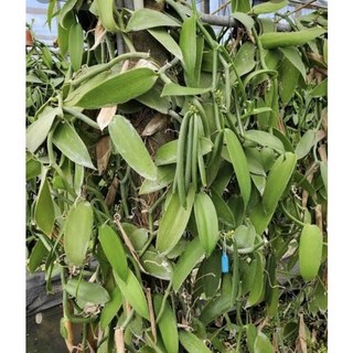 霏霏園藝香草莢.3吋盆.60元, 1個