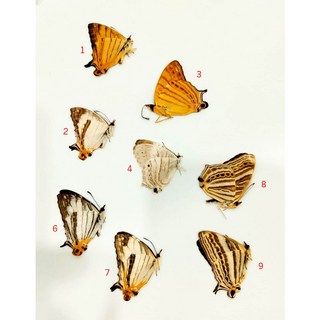 蟲新發現 蝴蝶標本A1/A- Cyrestis屬 八種一組 未展翅乾貨, 1個