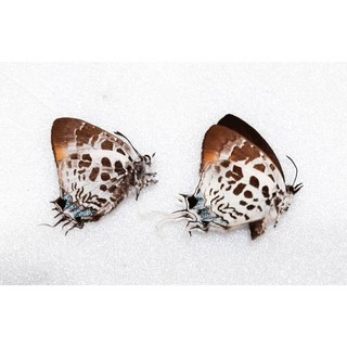 蟲新發現 - Drupadia屬蝴蝶標本 成對未展翅乾貨, 1個