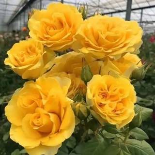 陽光海灘7-8吋盆栽：新手友善強健茶香丹麥玫瑰，輕鬆種植，美化居家空間, 1個