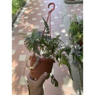 紅舖子 兔腳蕨 吊盆 5吋 室內植物 室內常綠植物綠化2024/12月, 1個, 5吋吊盆
