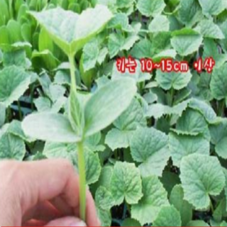 가시오이모종(트레이포트) 50개 wj254