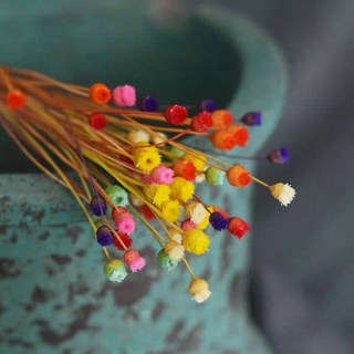 現貨 50支 巴西快樂花乾燥花束 不凋花永生花 拍照道具 室內擺飾 乾燥花材 餐桌裝飾 進口乾燥花 居家佈置, 混色/50支