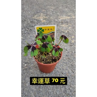 霏霏園藝 幸運草, 1個