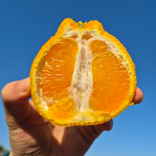 [진짜역마진특가] 꿀당도선별 14brix이상 제주하우스재배 한라봉, 1박스, 2kg (로얄과)