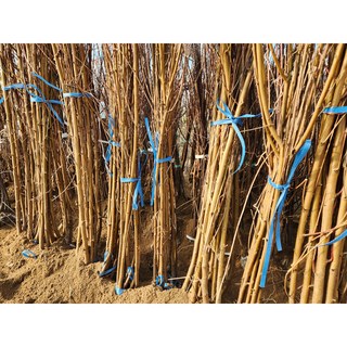 도담묘목농원 복숭아나무묘목 천도복숭아 털없는복숭아 신비 접목1년생 특묘 뿌리묘, 1개, 신비천도복숭아