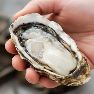 산지직송 석화 생굴 통영 굴, 1박스, 석화 5kg (30-35미)