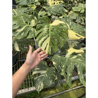 獨特斑紋龜背芋盆栽，室內觀葉植物首選，淨化空氣，療癒身心, 米白色／綠色, 1個