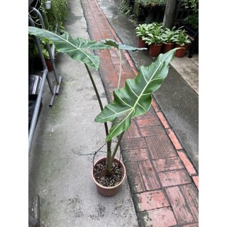 薩利安觀音蓮盆栽，原價7000特價5000元，居家禪意擺設，提升空氣品質