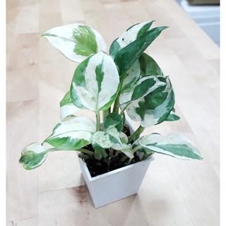 花樣渼栽盆栽生活館 白斑黃金葛 雪白葛 (2寸) 室內植物 水耕植物 (室內清淨空氣盆栽), 1個, 白色