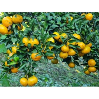 꿀단지귤 무농약귤 유기농귤 타이백귤 효돈귤 서귀포귤 귤, 5kg, 1박스