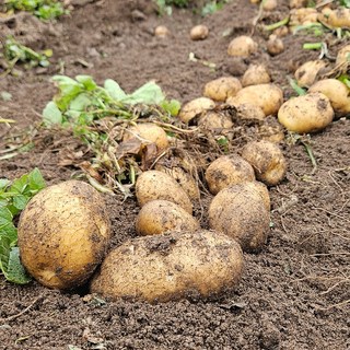 금메달농수산 국내산 경남 두백감자 수미감자, 1개, 10kg 특