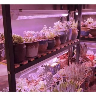 全光譜植物燈 36W 120公分 LED 高效能層板燈 室內種植 燈具, 1個, 150公分開關線電源插頭