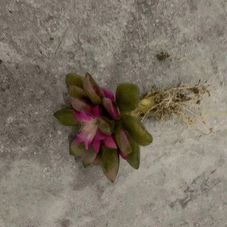 鹿角海棠錦吹雪之鬆錦多肉植物 桃園發貨 陽臺肉肉綠植 新手好養 辦公室擺件, 吹雪（1個花頭）試種苗