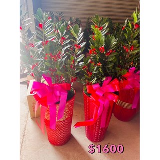 霏霏園藝 金錢樹組合盆栽 招財進寶 送禮適宜, 2600傳車送才不會破