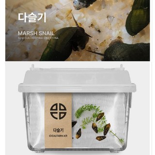 엠제이마트 자연 관찰 학습 식물 다슬기 관찰 키트 물속생물 키우기