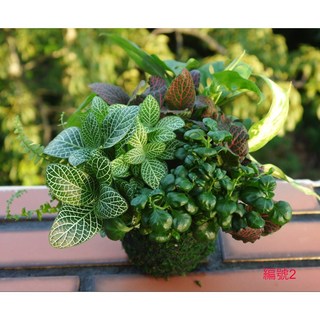 花樣渼栽盆栽生活館 森林系苔球 (免盆) 室內植物 療癒辦公室小物, 1個, 我的森林小物-編號2