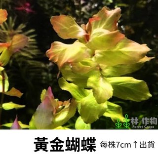 林作物 水草【各式蝴蝶水草】紅色水草/水中葉/水族箱造景/紅蝴蝶/青蝴蝶/胭脂蝴蝶/圓葉蝴蝶/黃金蝴蝶, 1個, 黃金蝴蝶（買5送1）