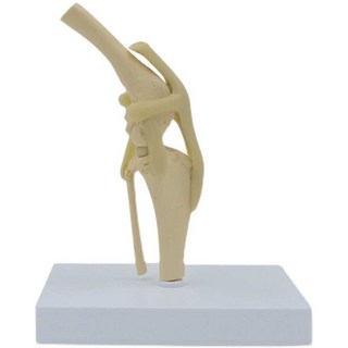 강아지슬개골모형 수의학 뼈 모형 무릎 관절, 개 요추, 개 무릎 관절 16.5x12.5x19cm
