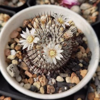 苔鑽 直刺佩雷 乳突球屬 實生 仙人球 仙人掌/植株約高4-6cm/多肉植物/無根系/易養/辦公室小物/盆栽/可室內外, 直刺佩雷高約4-6公分（一顆）,裸根寄出（有根), 1個