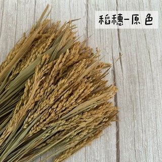 "Be a florist 花藝夢" 乾燥大麥、乾燥稻穗 "十支販售" 天然麥穗 天然大麥 乾燥麥穗 乾燥大麥, 稻穗-原色
