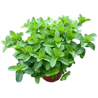 萬花叢 盆栽 - 新鮮薄荷葉、驅蚊、居家盆栽, 薄荷, 1個