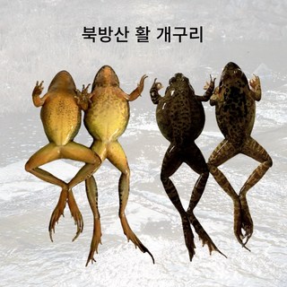 개구리 북방산개구리 겨울 보양식 알배기 살아있는 식용개구리, 숫넘, 1개, 1kg