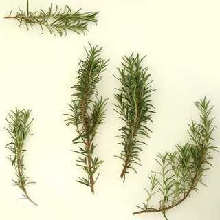 유기농 로즈마리 생잎 가공용, 1개