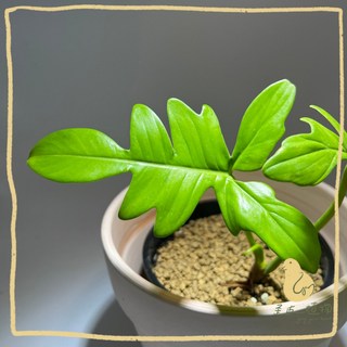 歪皮植物 龍爪蔓綠絨 掌裂蔓綠絨 小品盆栽 居家植物 新手友善 寵物友善 室內綠植 禮物首選, 1個