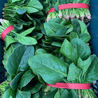 팜보스 해풍 맞고 자란 보물초 시금치 겨울 노지 고당도 잎채소, 1개, 500g