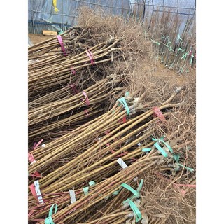 2026년 신비복숭아 백도복숭아 황도복숭아 천도복숭아묘목, 천홍-천도상묘, 1개