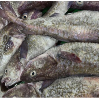 국산 생대구 매운탕 손질 매운탕소스, 1세트, 500g