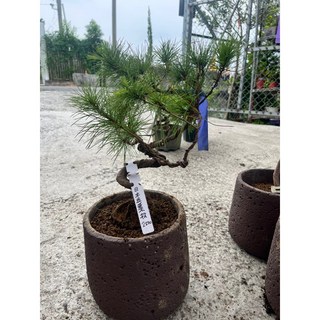 霏霏園藝 日本五葉松盆栽 6-7吋水泥盆 居家辦公室綠化景觀植物, 1個