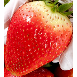 [프리미엄] 당일수확 논산 킹스베리 고당도 대왕왕특딸기, 1박스, 킹스베리 400g 왕특(8-9과)