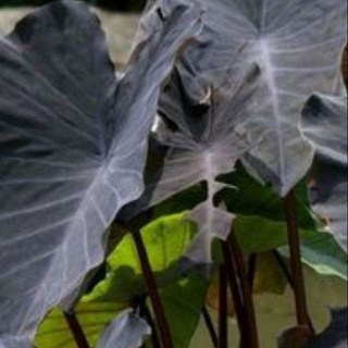 黑葉芋-絨葉質感盆栽/景觀設計/室內植物/造景裝飾/招財擺設, 1個