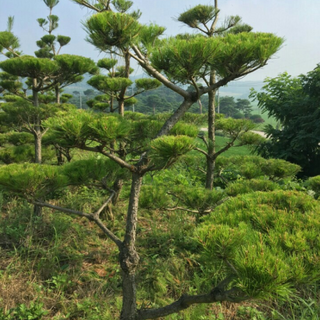 소나무 적송(육송) 3년생 4년생 묘목 준공목 조경수, 3년생(H50cm이상), 1개