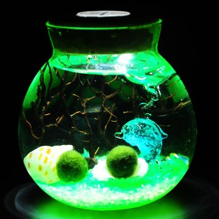 Marimo海藻球微景觀生態瓶DIY水培植物創意小盆栽球藻盆栽活著pd, 【搖光】兩顆兩歲帶燈套餐, 1個