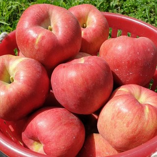 [맛꾼] 산지직송 아삭달콤한 고당도 꿀사과 가정용 햇 홍로사과 부사사과, 1개, 5kg(중소과)