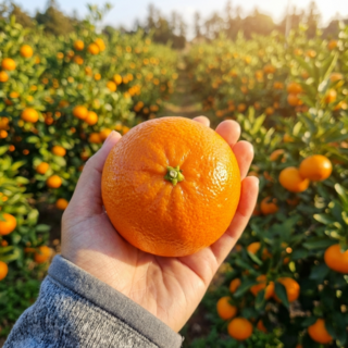 [파격특가] 식감톡톡 제주 홍매향 고당도선별 가정용 실속형, 1박스, 2kg