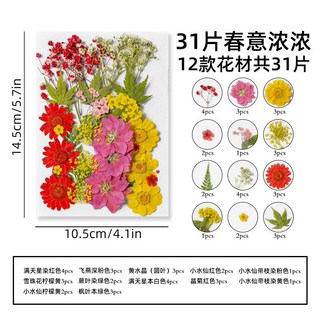 花園裡系列 中花包組合 真花壓花 永生花 森林系少女寫真 壁畫 DIY水晶滴膠 乾燥花 植物標本, 2.春意濃濃