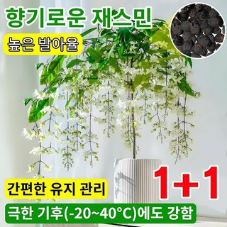 1+1 [향기가 멀리 퍼집니다] 강렬한 향의 매달린 재스민 씨앗 자스민 재스민 나무 화분 쟈스민 꽃나무 우아한 향기 높은 발아율 재스민 씨앗, 20립, 재스민 씨앗 [1+1+1]