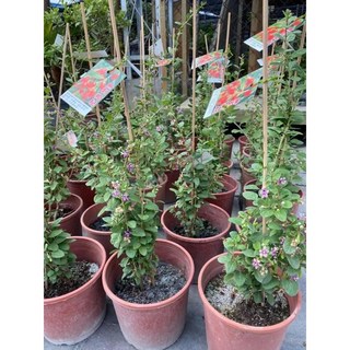 掛花掛果無刺枸杞 一棵200買7棵含運 黑貓宅配貨到付款方式