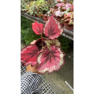 霏霏園藝尖蕊秋海棠3吋盆栽特價優惠中 居家辦公室綠植盆栽推薦, 1個