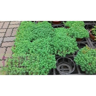 花花世界玫瑰園 銀霧萬年草多肉植物 3吋盆栽 (高5-10cm) - 辦公室綠化, 1個