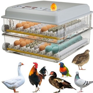 高雄現貨 附發票保固一年 110V/12V 120枚全自動孵蛋機 雞蛋孵化器 鳥蛋 鴨蛋 鵝蛋 蘆丁雞 鸚鵡 鵪鶉, 1個, 120枚全自動孵蛋機110V+12V二用