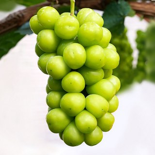 [수출용] 샤인머스켓 특품 고당도 망고포도, 1박스, 옵션1 (실속) 샤인머스켓 1Kg (2-3송이)