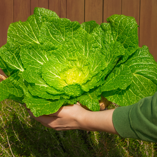 [최상품선별] 국내산 진도 봄동 배추, 1박스, 2kg