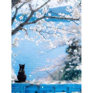 푸른 바다 벚꽃 고양이 우드 조각퍼즐 봄날 검은/하얀 야웅이 푸른 하늘 꽃 풍경화 북유럽 감성 그림퍼즐 300 500 700 1000피스, 선택01-푸른바다 벚꽃 아래 검은 고양이, 1개
